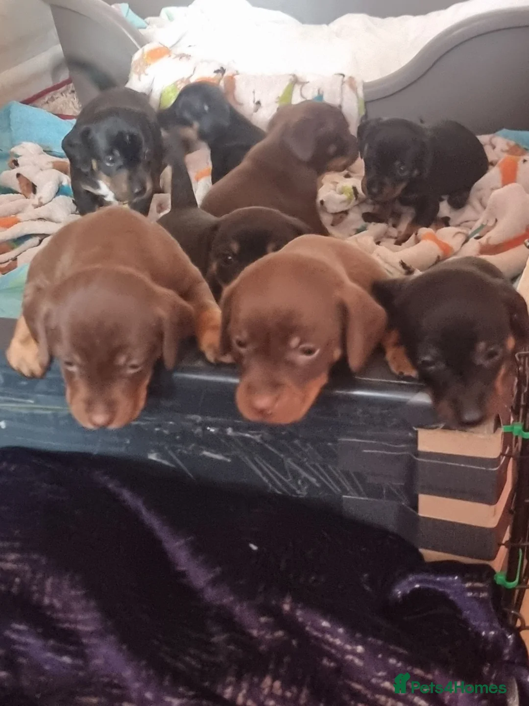Jackshund dogs for sale: Jackshund puppies in Wellington - Advert 2