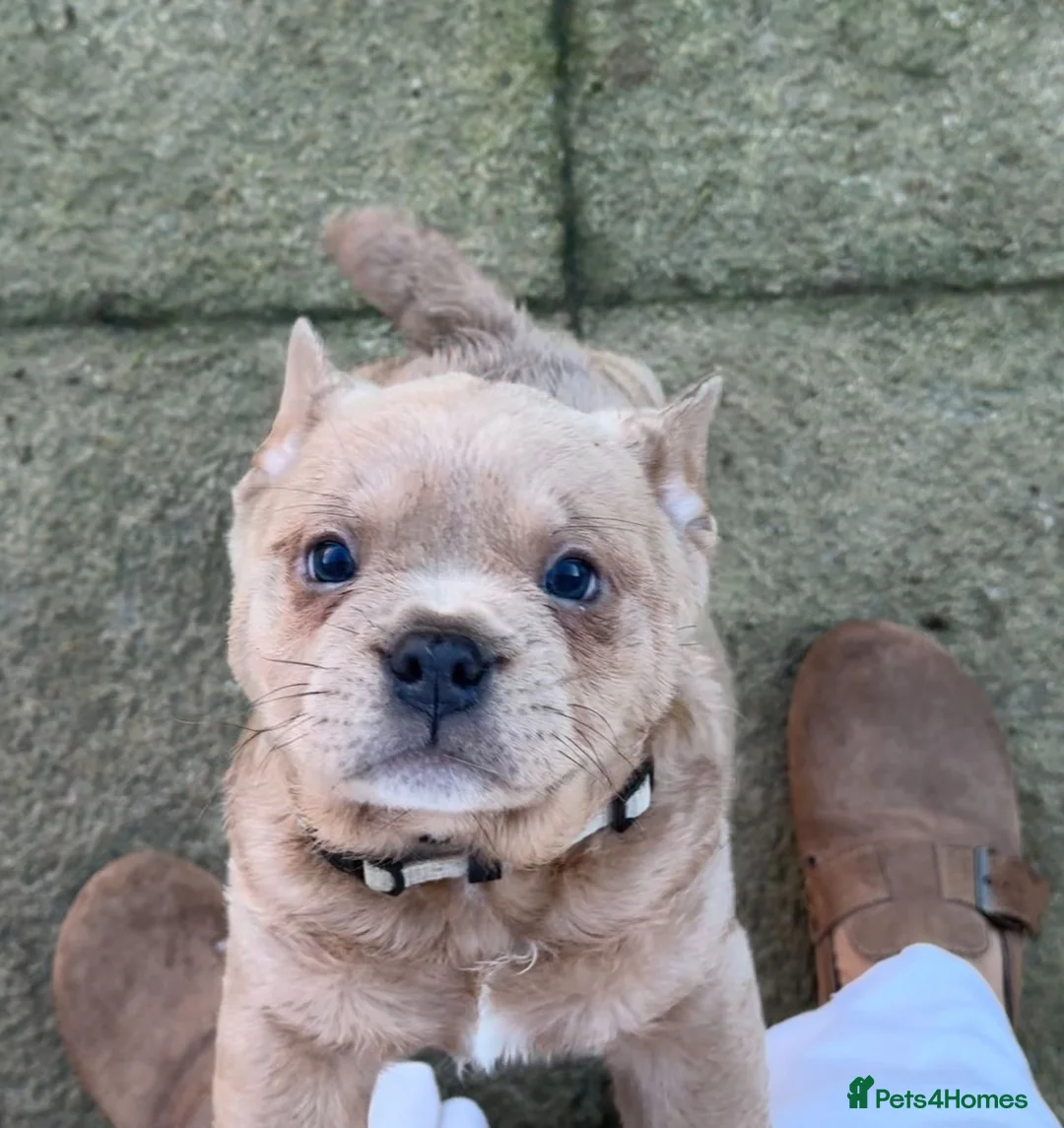 Mixed Breed dogs for sale: French chow puppies  - Advert 2