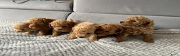 Poochon dogs for sale: F1B PUPPIES POOCHON CROSS TOY POODLE in Swansea - Advert 3