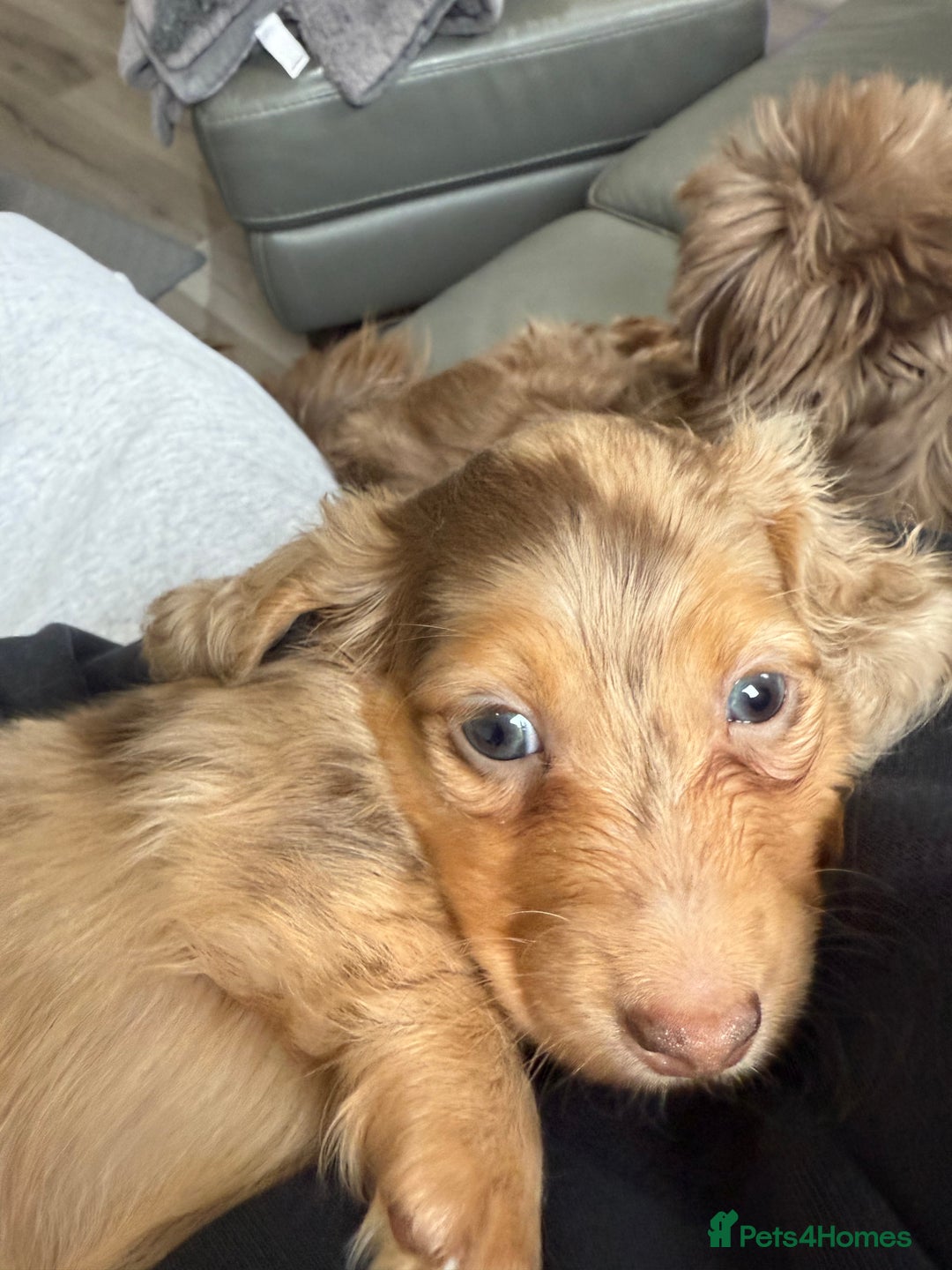 Miniature Dachshund dogs for sale: Miniature long haired dachshund  - Image 9