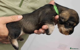 Dachshund dogs for sale: Wire Haired Dachshund Puppies - Image 10