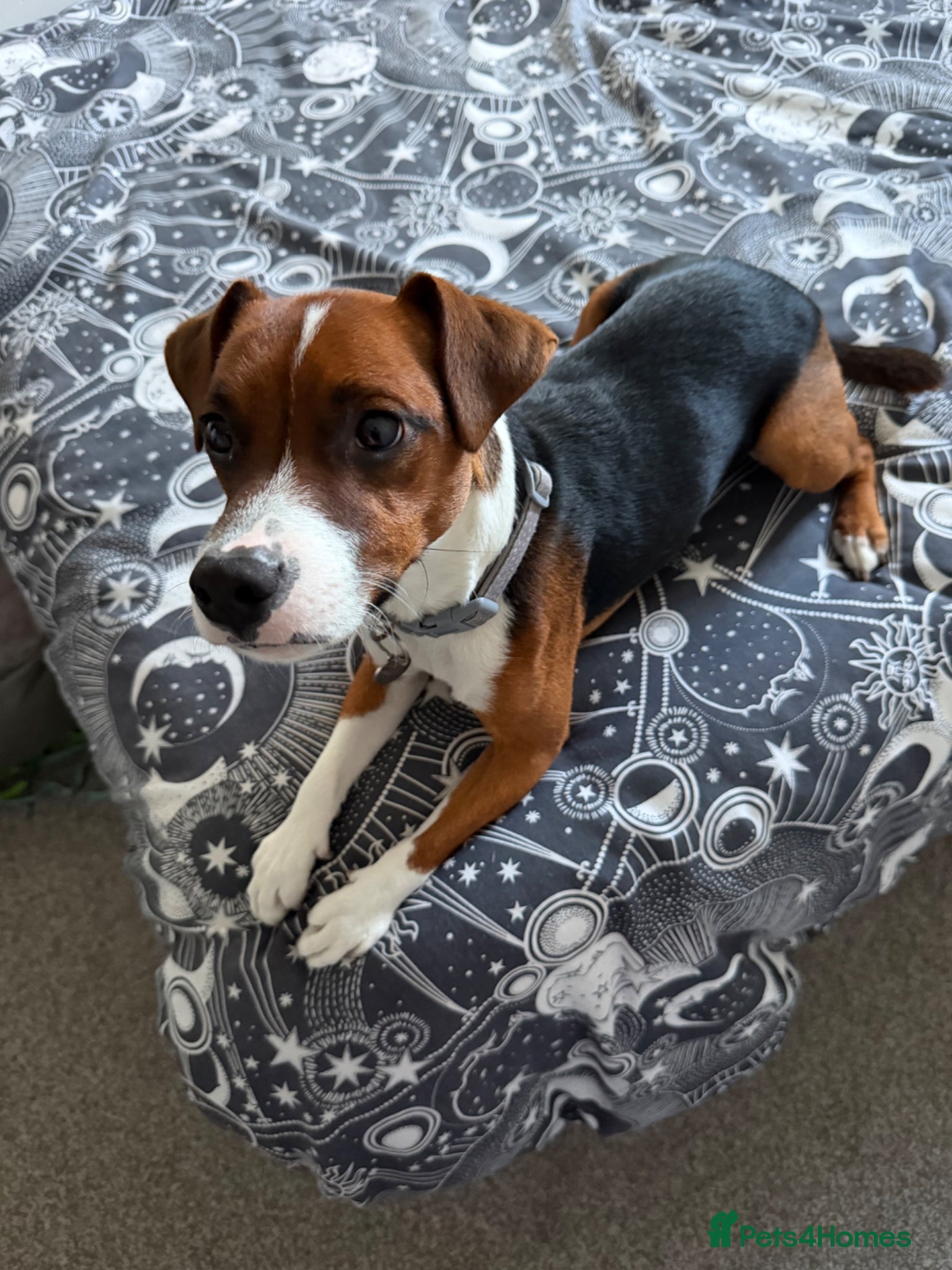 Patterjack dogs 1 year old patterjack - Advert 1