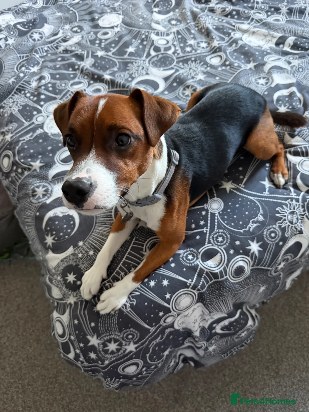 Patterjack dogs for sale: 1 year old patterjack in Darlington - Advert 1