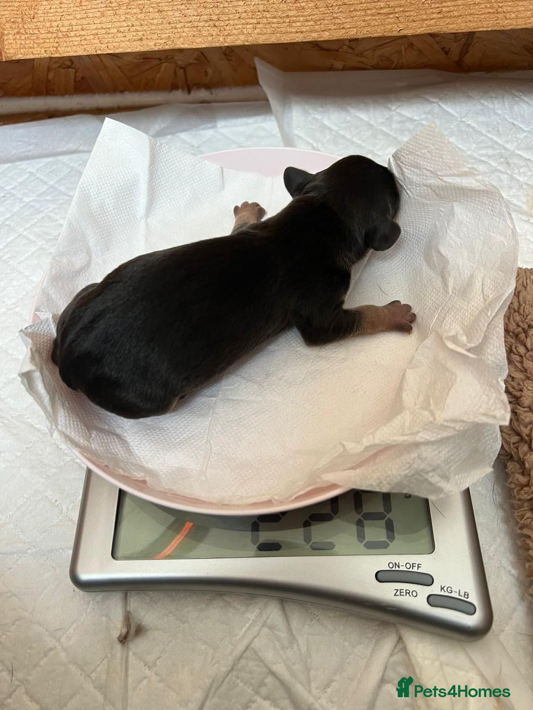 Mixed Breed dogs for sale: Miniature Dachshund X Frenchie. - Advert 2