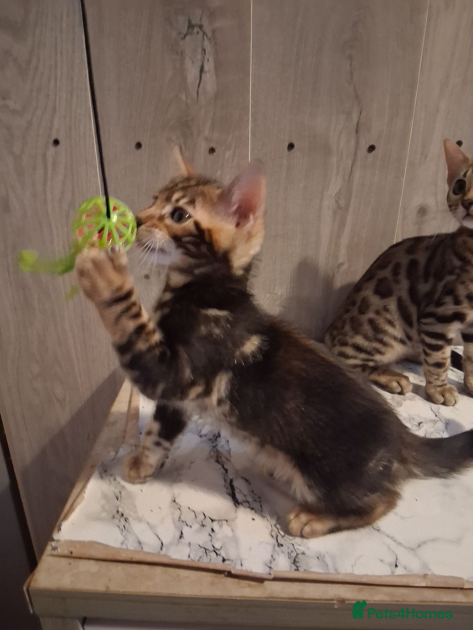 Bengal cats Bengal Kittens  - Advert 1