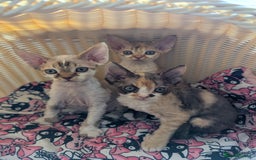 Devon Rex cats for sale: 🌼Curly, gorgeous Devon Rex Kittens available  - Image 5