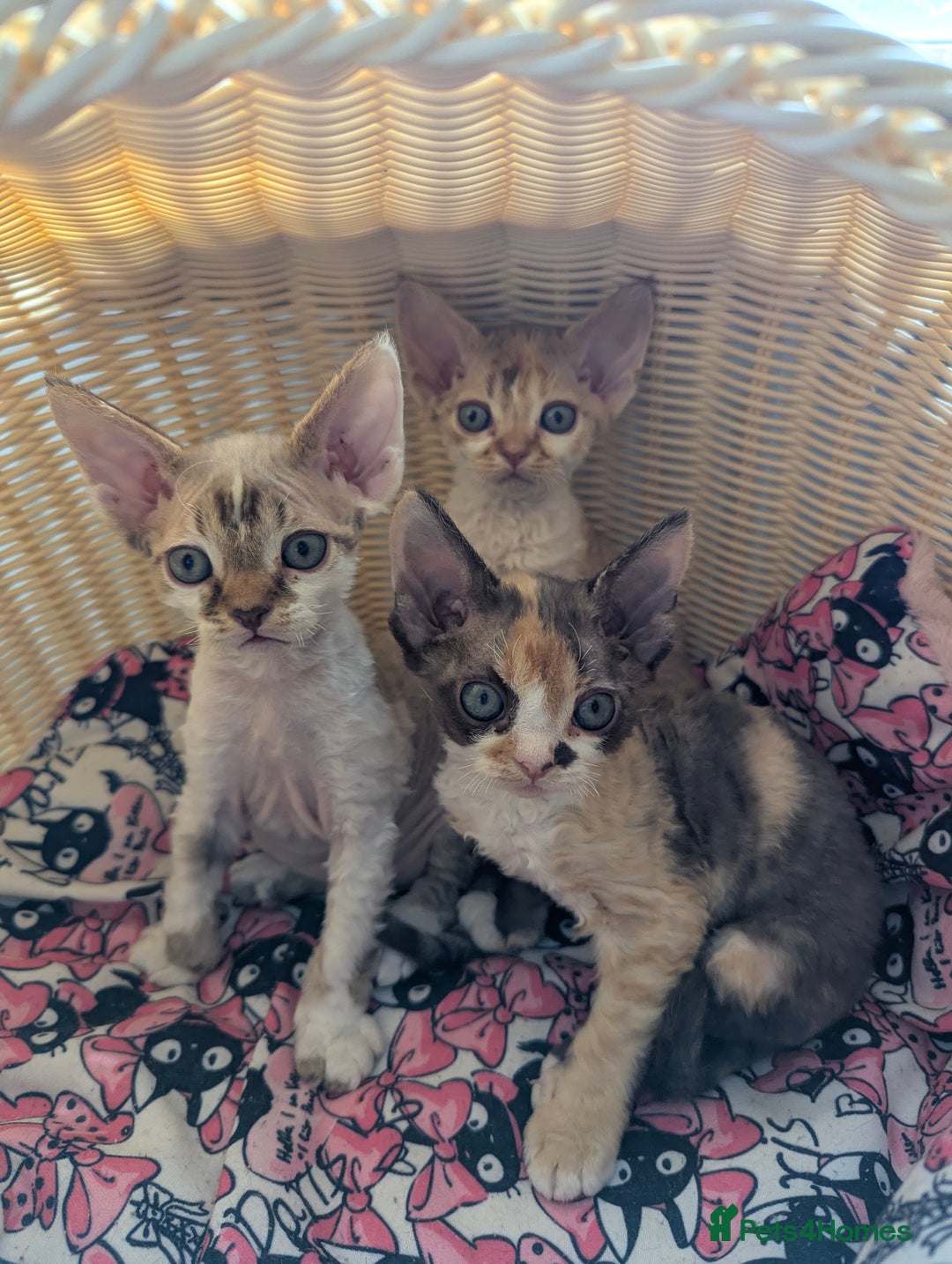Devon Rex cats for sale: 🌼Curly, gorgeous Devon Rex Kittens available  - Image 5