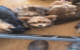 Pomapoo dogs for sale: POCKET SIZED POMAPOOS ~ READY NOW - Image 9