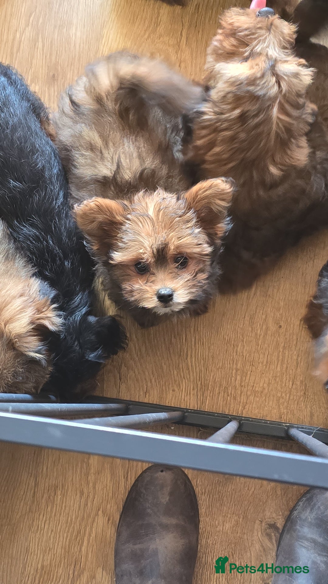 Pomapoo dogs for sale: POCKET SIZED POMAPOOS ~ READY NOW - Image 9