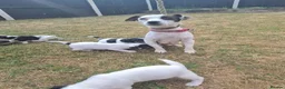 Jack Russell dogs for sale: Jack Russell puppies  - Advert 6