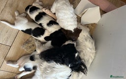English Springer Spaniel dogs for sale: KC Registered English Springer Spaniel Puppies - Image 11
