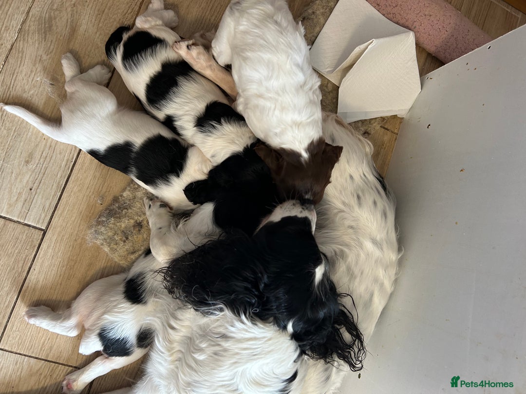 English Springer Spaniel dogs for sale: KC Registered English Springer Spaniel Puppies - Image 11