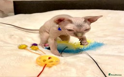 Sphynx cats for sale: Adorable Sphynx Kitten for sale  - Image 6