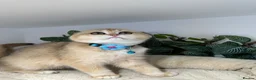 Scottish Fold cats for sale: Champion BL Stunning Scottish kittens  - Advert 27