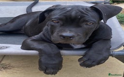 Cane Corso dogs for sale: Big Pure Cane Corso Puppies Ready Now!  - Image 19