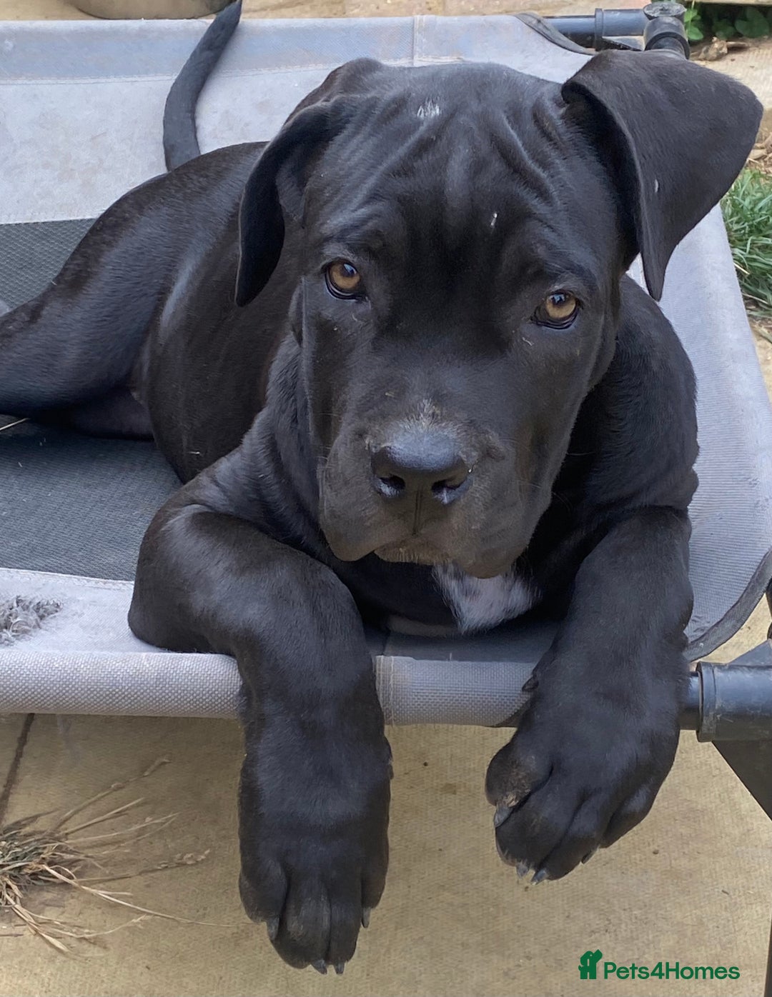 Cane Corso dogs for sale: Big Pure Cane Corso Puppies Ready Now!  - Image 19