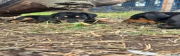 Mixed Breed dogs for sale: Doberman x lurcher puppies - Advert 26