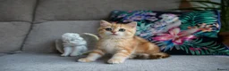 British Shorthair cats for sale: 💙British shorthair kittens ready now💙 - Advert 10