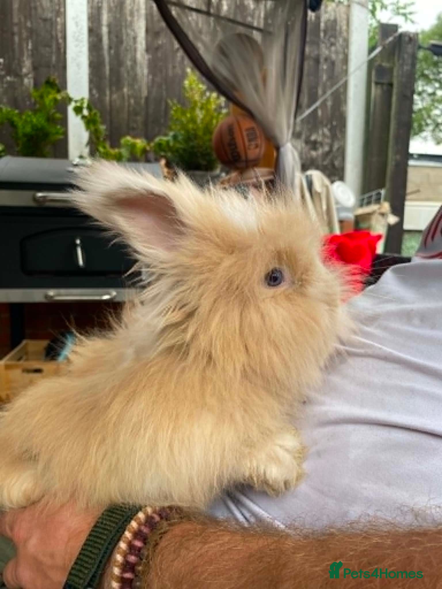 Angora rabbits English Full Face Angora Bunnies ***Boy - Advert 1