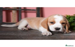 Beagle dogs for sale: Purebred Beagle Puppies - Ready Now! - Image 3