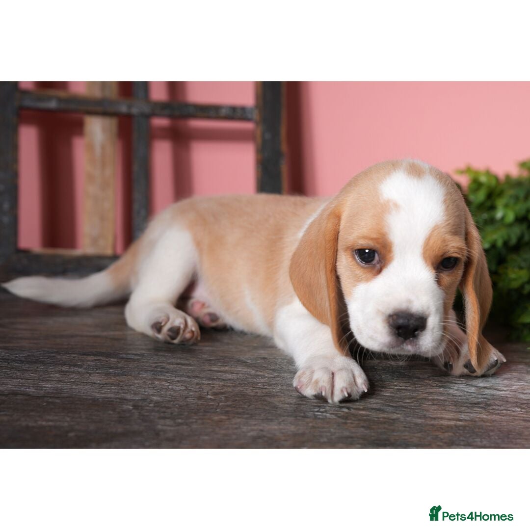 Beagle dogs for sale: Purebred Beagle Puppies - Ready Now! - Image 3