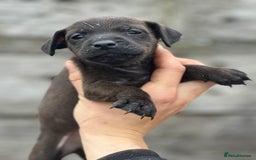 Mixed Breed dogs for sale: Patterdale x Lakeland terrier pups - Image 6