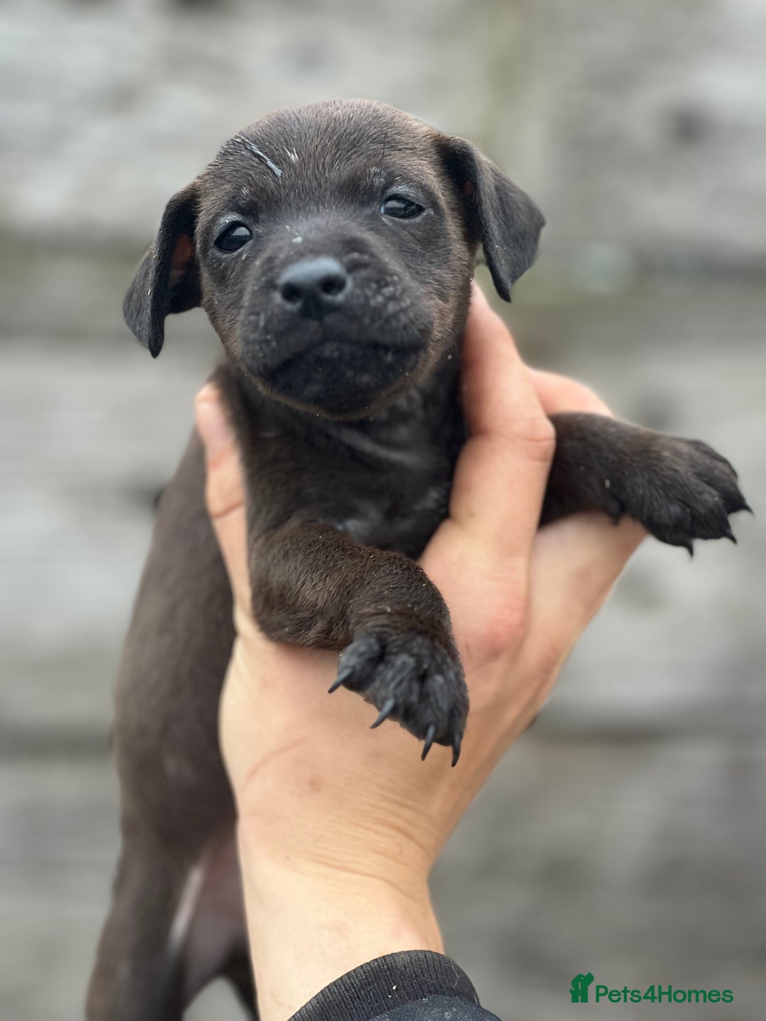 Mixed Breed dogs for sale: Patterdale x Lakeland terrier pups - Image 6