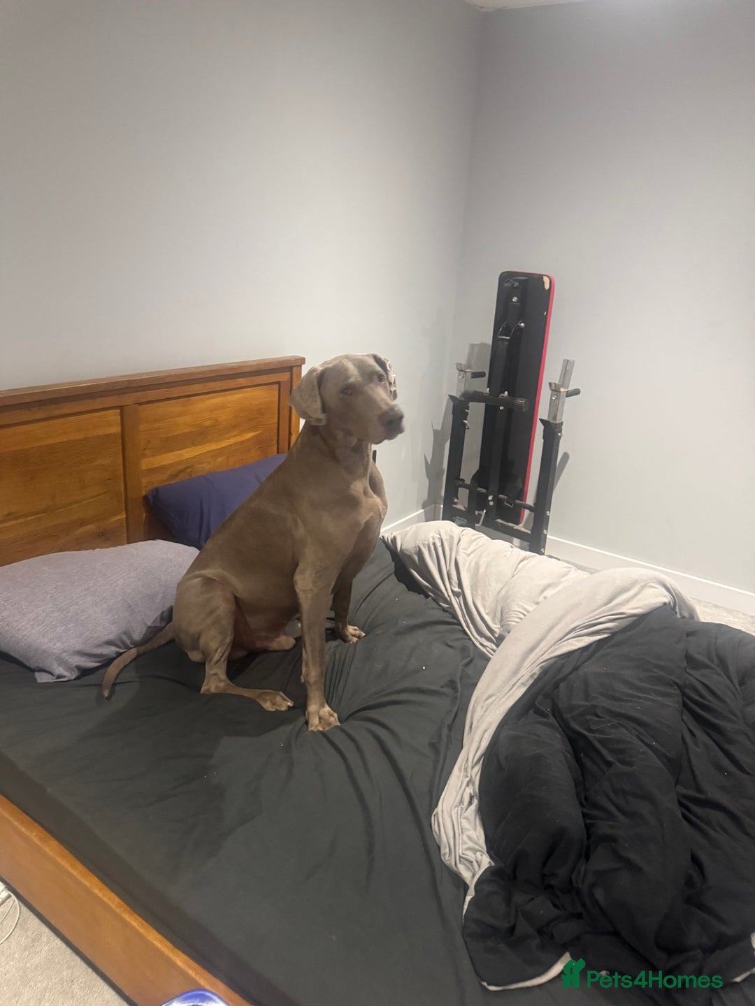 Weimaraner dogs for stud: Cole  - Image 2