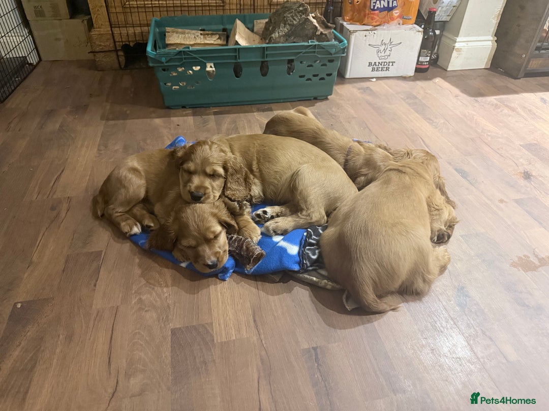 Cocker Spaniel dogs for sale: Two beautiful cocker spaniel pups ready now  - Advert 4