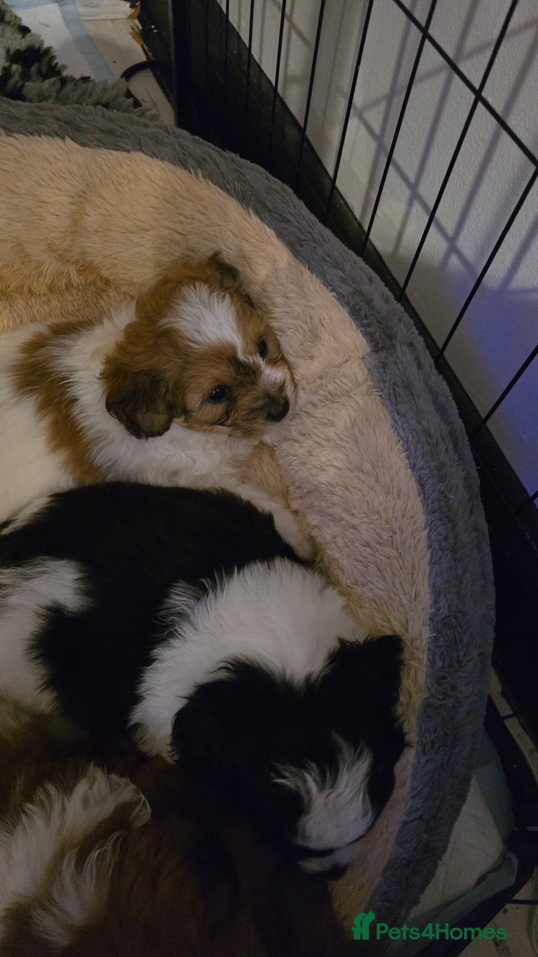 Mixed Breed dogs for sale: Beautiful litter of pomshis  - Advert 4