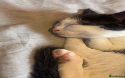 Mixed Breed cats for sale: 4 kittens free to a good home.  - Image 9