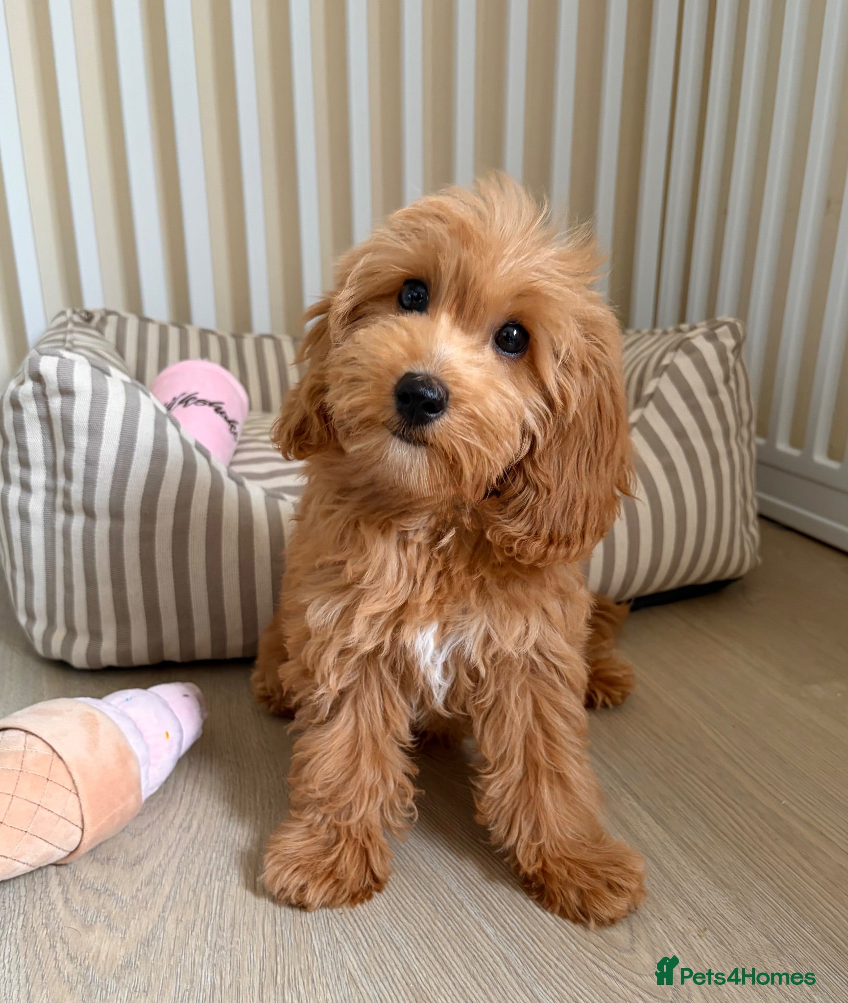 Cockapoo dogs Health tested cockapoo puppies  - Advert 1