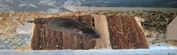 Gerbil rodents for sale: 2 Male Young Gerbils - Advert 4