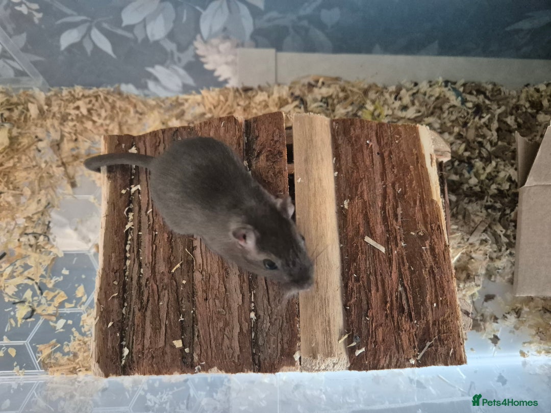 Gerbil rodents for sale: 2 Male Young Gerbils - Advert 4