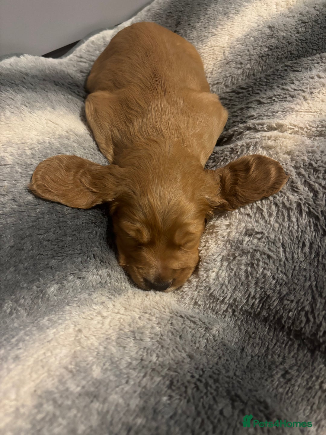 Cocker Spaniel dogs for sale: Working fox red/ginger cocker spaniels  - Image 11