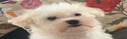 Maltese dogs for sale: Beautiful 7/8 Maltese Girl  - Advert 4