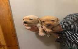 Labrador Retriever dogs for sale: KC Yellow Labradors - Image 3