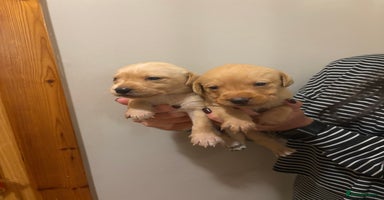 Labrador Retriever dogs - Advert 2
