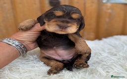 Cocker Spaniel dogs for sale: Show Cocker Spaniel pups KC reg - Image 14