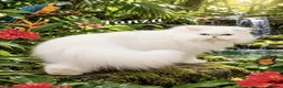 Persian cats for sale: Gccf registered pure Persian female - Advert 4