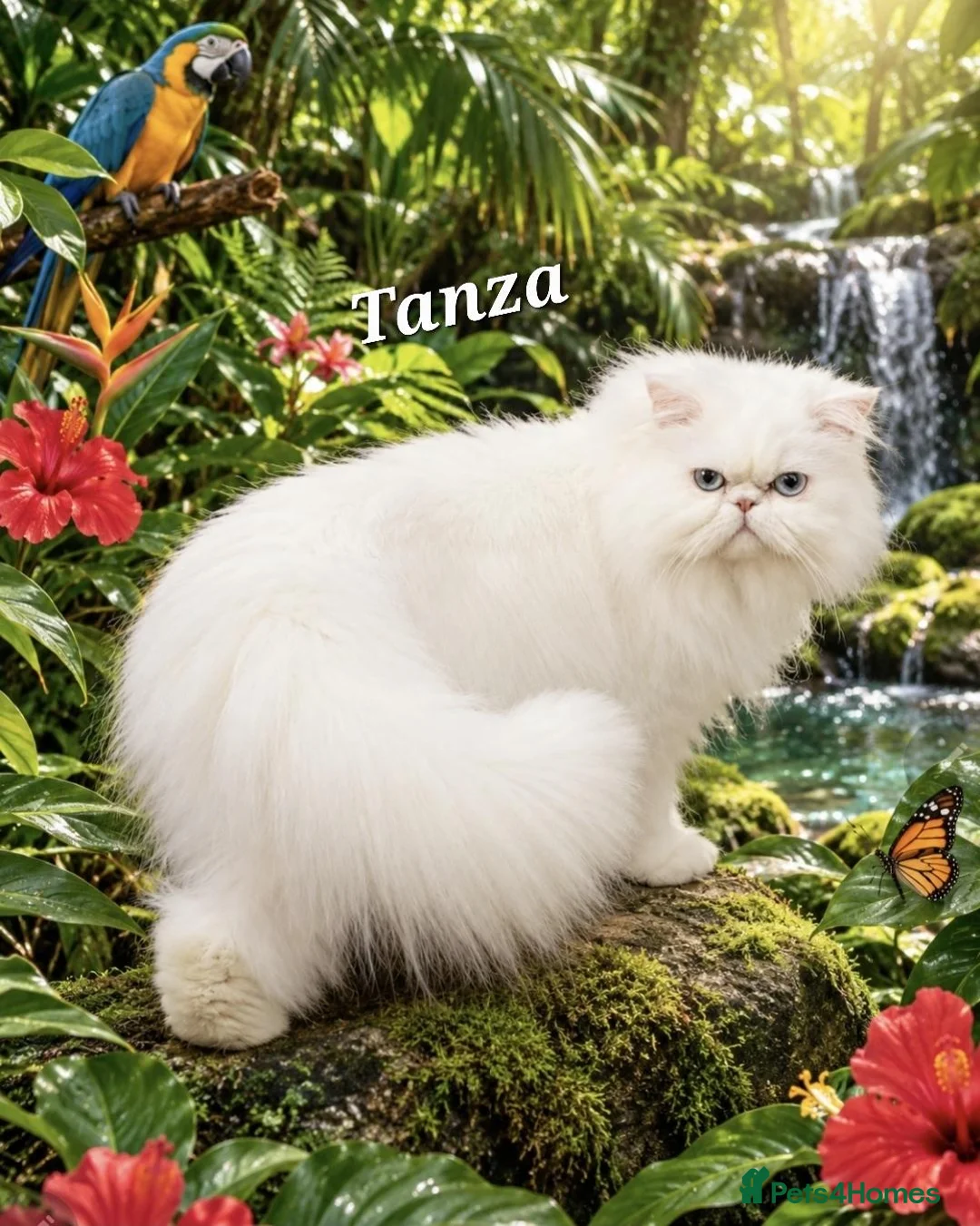 Persian cats for sale: Gccf registered pure Persian female - Advert 4
