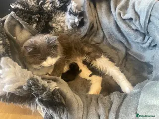 Mixed Breed cats All rehomed! - Advert 21