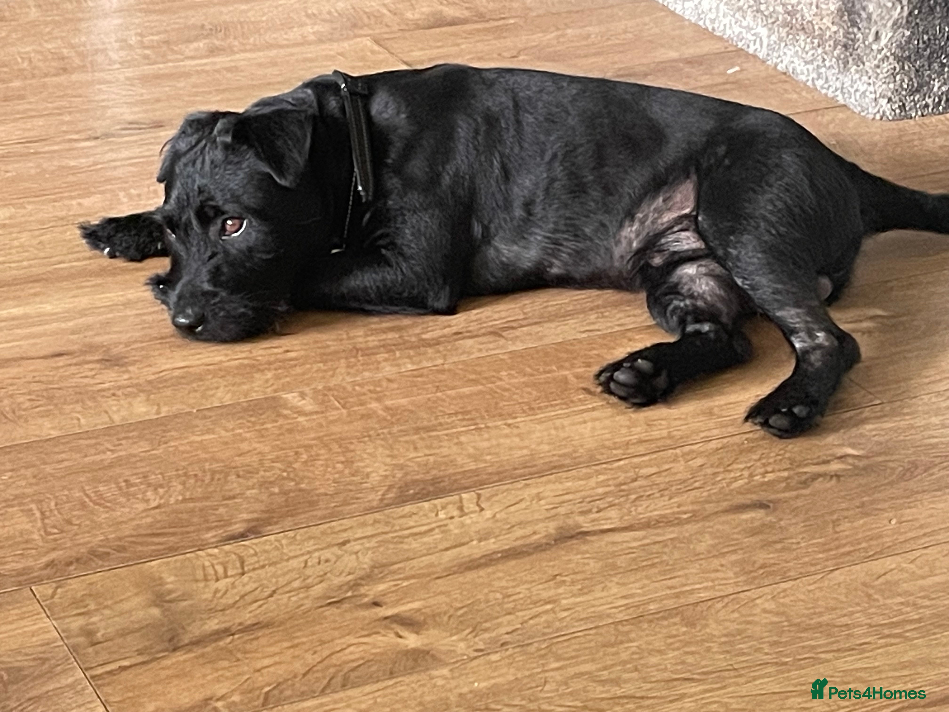 Patterdale Terrier dogs Male Patterdale Terrier in Colne - Advert 2