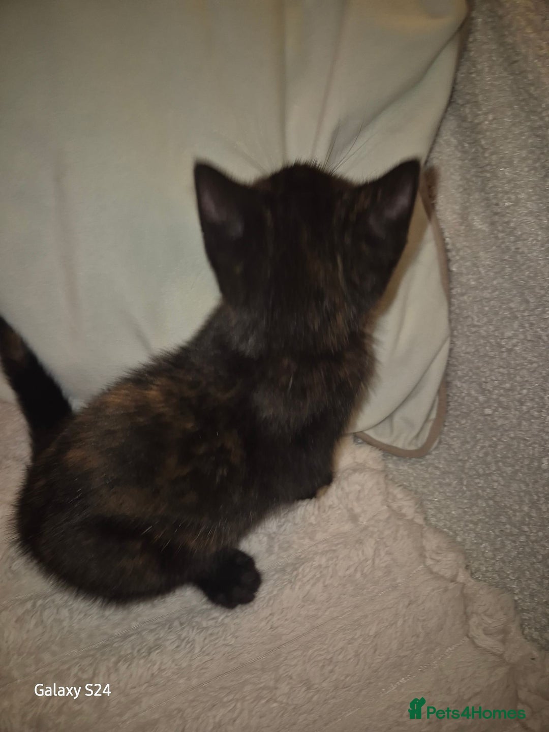 Mixed Breed cats for sale: Only 1 beautiful girl looking new family  - Advert 7