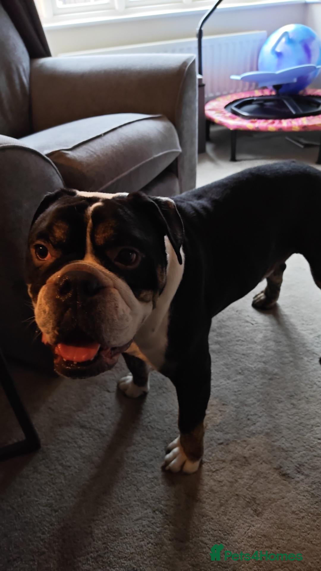 Olde English Bulldogge dogs for sale: Bear is looking for his forever home  - Advert 4