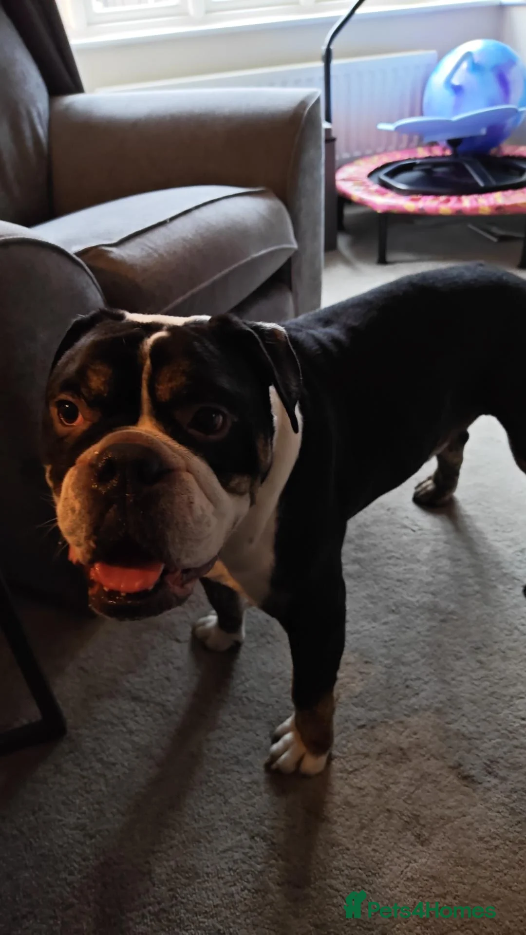 Olde English Bulldogge dogs for sale: Bear is looking for his forever home  - Advert 1