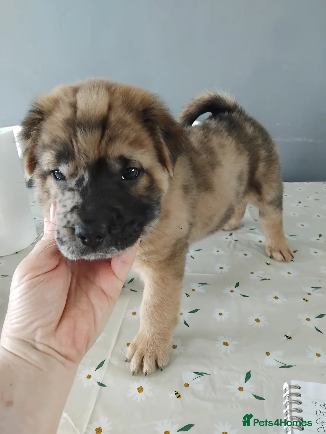 Mixed Breed dogs for sale: French bulldog sharpei x pups - Advert 2