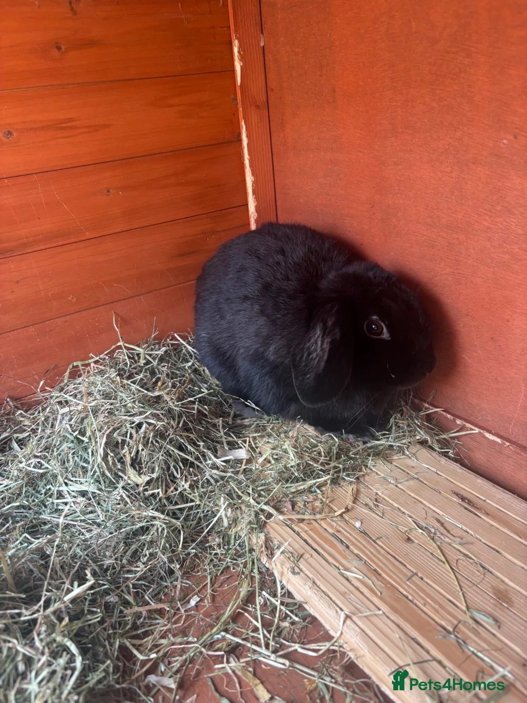 Mini Lop rabbits for sale: Female entire mini lop  - Advert 2