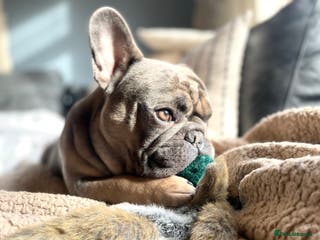 French Bulldog dogs Fawn/Blue Male French Bulldog - Advert 23
