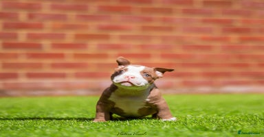 American Bully dogs - Advert 7
